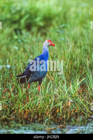 Swamphen à tête grise, Porphyrio poliocephalus, parc national de Keoladeo Ghana, Bharatpur, Rajasthan, Inde Banque D'Images