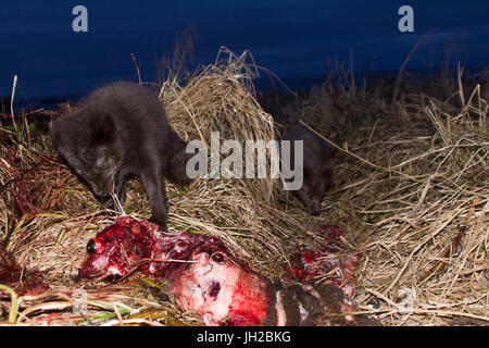 Renards bleus (Alopex lagopus semenovi) viennent la nuit pour dévorer les carcasses de fourrure (Callorhinus ursinus) qui les Aléoutes récoltés sur Komandor-Aleutian j Banque D'Images