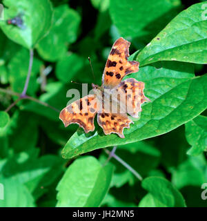 Les papillons sur la colline de Colley, Surrey. Une virgule Butterfly Polygonia c-album Butterfly repose sur une feuille dans un pré sur les pentes de la colline Nord Downs au Colley, Surrey. Mercredi 12 juillet 2017. Photo : ©Lindsay Le gendarme / Alamy Live News Banque D'Images