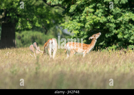 Fountians Abbaye, Ripon, UK. 12 juillet 2017. Vous pourrez déguster un café touristique et de glaces pendant la saison chaude balade dans le parc de l'abbaye Fountian comme les cerfs sauvages se nourrissent dans les prairies de cygnes flotter autour du lac, les jeunes goélands se prélasser au soleil. Clifford Norton/Alamy Live News Banque D'Images