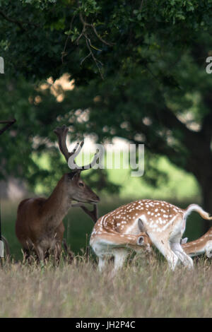 Fountians Abbaye, Ripon, UK. 12 juillet 2017. Vous pourrez déguster un café touristique et de glaces pendant la saison chaude balade dans le parc de l'abbaye Fountian comme les cerfs sauvages se nourrissent dans les prairies de cygnes flotter autour du lac, les jeunes goélands se prélasser au soleil. Clifford Norton/Alamy Live News Banque D'Images