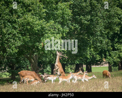 Fountians Abbaye, Ripon, UK. 12 juillet 2017. Vous pourrez déguster un café touristique et de glaces pendant la saison chaude balade dans le parc de l'abbaye Fountian comme les cerfs sauvages se nourrissent dans les prairies de cygnes flotter autour du lac, les jeunes goélands se prélasser au soleil. Clifford Norton/Alamy Live News Banque D'Images