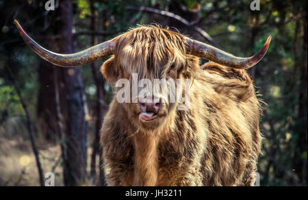 Vache Highland mâle debout regardant en direction de l'appareil photo. un golden brown Highland Cow léchant son nez, ses cornes sont éclairées à la lumière du soleil Banque D'Images