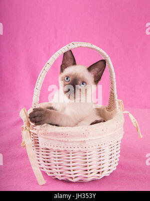 Absolument adorable chaton siamois dans un panier blanc, regardant vers le haut, avec un fond rose Banque D'Images