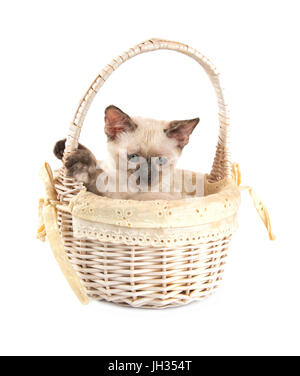 Siamee point tortie doux chaton dans un panier, blanc sur fond blanc Banque D'Images