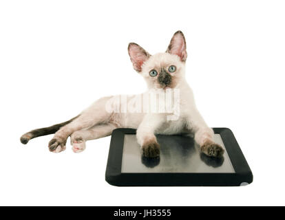 Cute tortie point Siamese kitten couché avec ses pattes sur une tablette, à la recherche ; isolated on white Banque D'Images