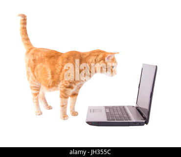 Ginger tabby cat debout devant un ordinateur portable, regarder l'écran, isolated on white Banque D'Images