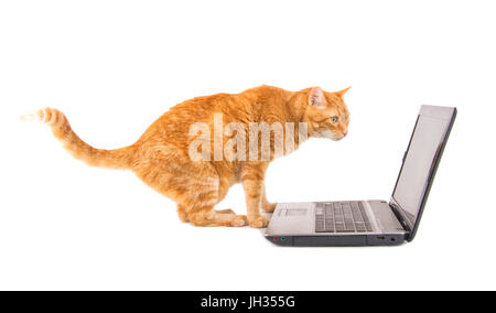 Ginger tabby cat devant un écran d'ordinateur portable, sur fond blanc Banque D'Images