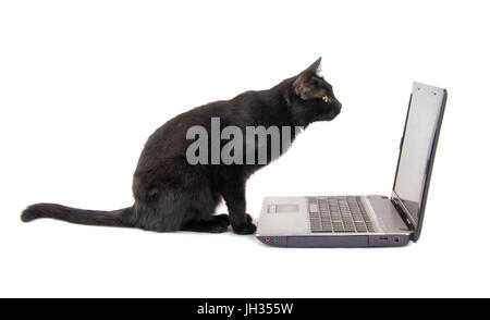 Vue latérale d'un curieux chat noir l'inspection d'un écran de l'ordinateur portable, sur fond blanc Banque D'Images