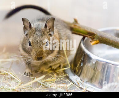 Jeune Femme Bebe Octodon Degu Degus Animal Domestique Close Up Communique De Modele N Des Biens Non Photo Stock Alamy
