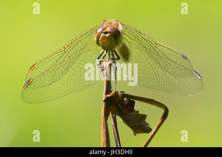 Vue de front commun de Sympetrum striolatum, dard, femme, Sussex, juin. Banque D'Images