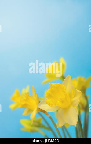 Printemps jonquilles jaune contre fond de ciel bleu avec la lumière en haut à gauche et l'espace de copie ci-dessus. Concept de Pâques. Banque D'Images