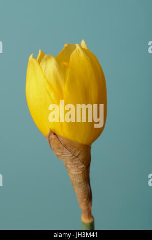 Une tige dressée d'un seul, jaune jonquille, de pétales commencent tout juste d'ouvrir et d'oranger contre fond bleu turquoise. Arrivée du printemps ou Banque D'Images