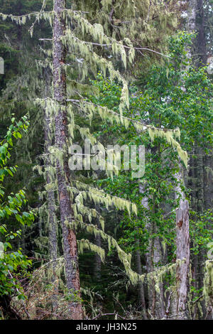 Sapins couverts de lichens du genre Usnea, 'Barbe', de lichen qui se développe le long de la côte du Maine, États-Unis. Banque D'Images