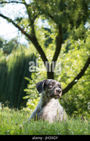 Chien couché dans l'herbe dans le parc et magnifiquement regardant au loin dans la distance. Focus sélectif. Banque D'Images