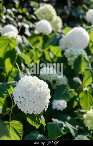 Groupe d'hortensia blanc fleurs sous une chaude lumière au coucher du soleil. Banque D'Images