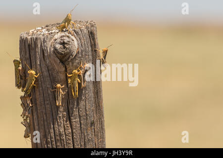 Les sauterelles au cours d'une sécheresse dans le sud-est du Colorado. Il faisait si chaud qu'ils étaient à la recherche d'ombre qu'ils pourraient trouver. Banque D'Images