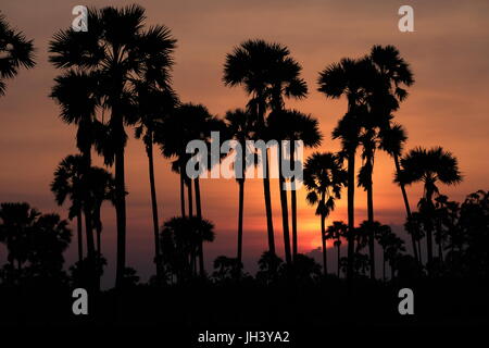 Coucher de soleil et palmiers toddy à Petchaburi, Thaïlande Banque D'Images