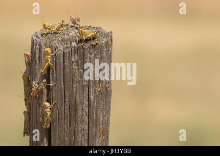 Les sauterelles au cours d'une sécheresse dans le sud-est du Colorado. Il faisait si chaud qu'ils étaient à la recherche d'ombre qu'ils pourraient trouver. Banque D'Images