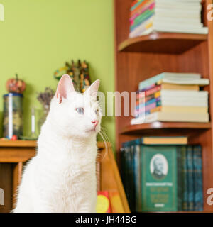 Chat assis sur le secrétaire table. Il y a des livres dans l'arrière-plan flou. Banque D'Images