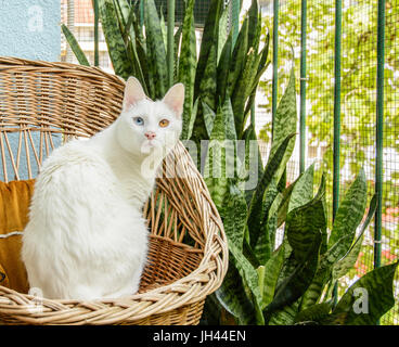 Chat blanc, assis dans le fauteuil en osier à côté de belle-mère. Banque D'Images