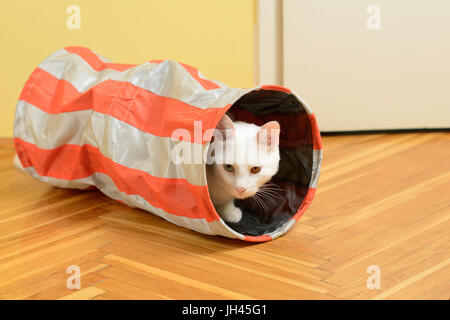 Chat blanc dans le tunnel du chat. Banque D'Images