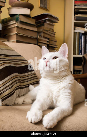 Chat blanc couché dans le fauteuil. Banque D'Images