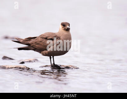 Un Labbe parasite (Stercorarius parasiticus) dries off après avoir pris un bain, Shetland, UK Banque D'Images