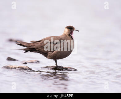 Un Labbe parasite (Stercorarius parasiticus), Shetland, UK Banque D'Images