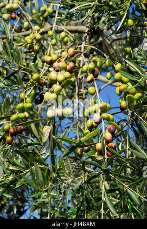 Les olives (Olea europaea) sur l'arbre, de l'Ombrie, Italie Banque D'Images