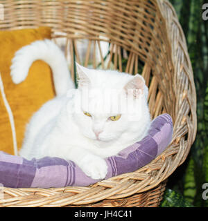 Chat blanc couché sur l'oreiller dans le fauteuil en osier. Focus sélectif. Banque D'Images