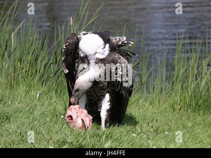 Vautour de l'Afrique (Gyps rueppellii) se nourrissent d'une partie de carcasse. Banque D'Images
