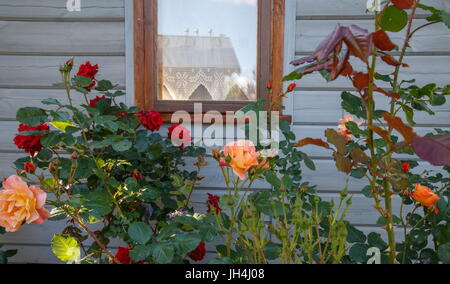 Belle floraison rose brousse près de fenêtre sur mur Banque D'Images