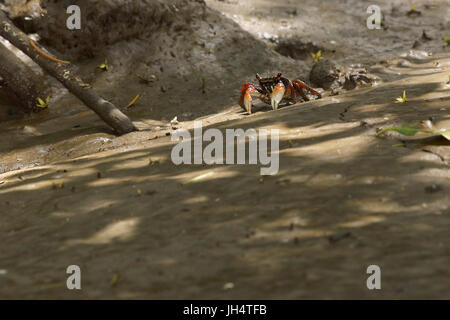 Rouge crabe aratus, Delta Parnaíba, Rio Parnaíba, Parnaíba, Piauí, Brésil Banque D'Images