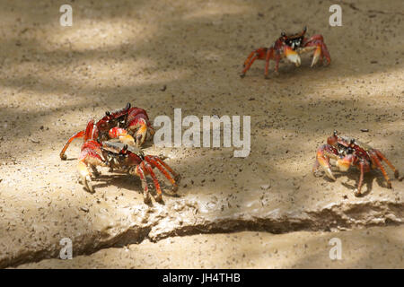 Rouge crabe aratus, Delta Parnaíba, Rio Parnaíba, Parnaíba, Piauí, Brésil Banque D'Images