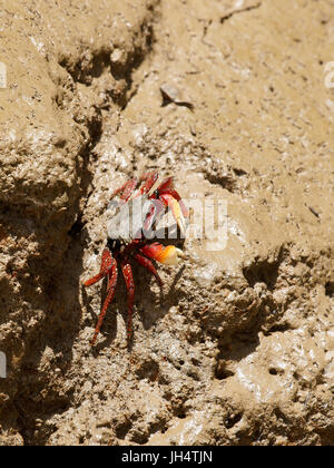 Rouge crabe aratus, Delta Parnaíba, Rio Parnaíba, Parnaíba, Piauí, Brésil Banque D'Images