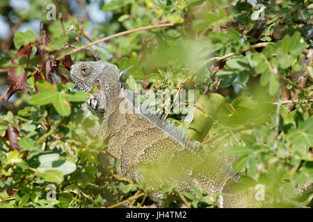 Iguane, Animal-vert, Delta Parnaíba, Rio Parnaíba, Parnaíba, Piauí, Brésil Banque D'Images