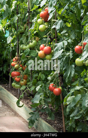 Une serre parterre planté avec les tomates. Banque D'Images