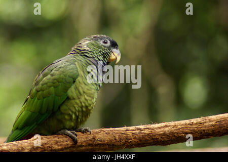 Oiseau, Maitaca OiseauxFoz-vert,, Foz do Iguaçu, Brésil Banque D'Images