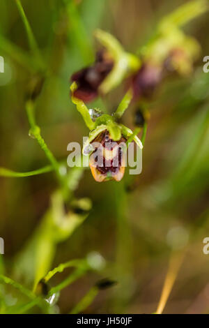 Une belle floraison d'orchidée sauvage dans le marais en été après la pluie. Closeup macro photo, faible profondeur de champ. Banque D'Images