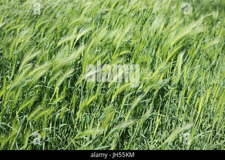 Domaine de l'herbe verte sauvage par le vent Banque D'Images