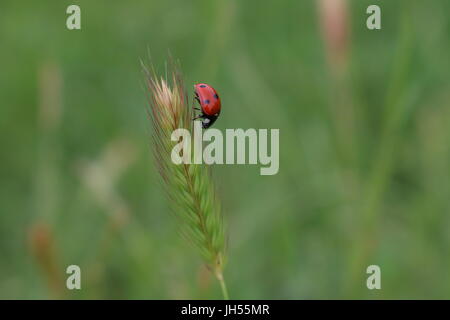 Ladybug marche sur une tige d'herbe Banque D'Images