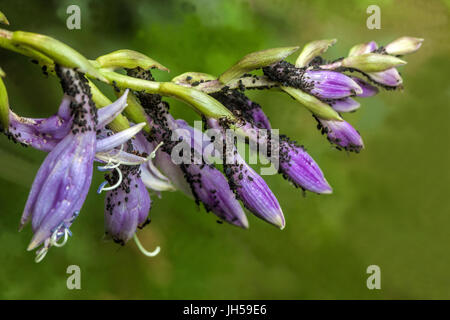 Pucerons sur Hosta fleurs Banque D'Images