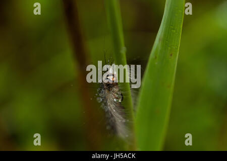 Une belle chenille moelleux sur une herbe avec des gouttelettes d'eau. Un plan macro. Banque D'Images