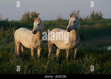 Chevaux de Camargue Banque D'Images