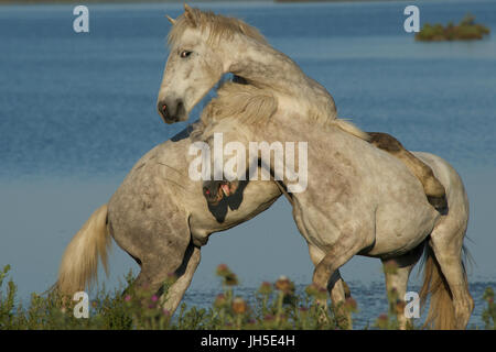 L'entraînement de chevaux de Camargue Banque D'Images