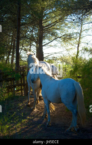 Chevaux de Camargue Banque D'Images