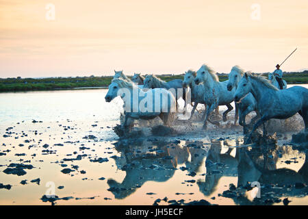 Chevaux de Camargue Banque D'Images