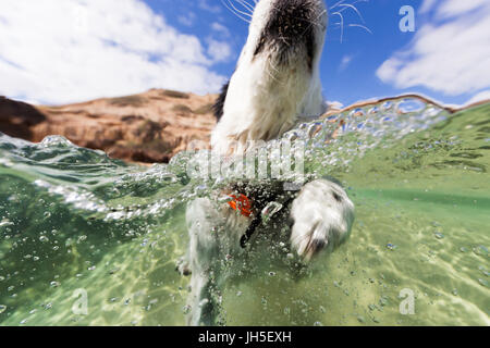 Une action underwater un chien nager dans la mer sur un jour d'été à la plage. Banque D'Images