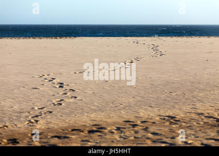 Des traces de pas dans le sable sur une plage d'été s'enroulant vers le bleu profond de l'océan et l'horizon lointain. Banque D'Images